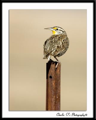 Western Meadowlark...