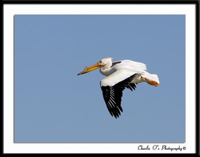 Pelican Flyby...