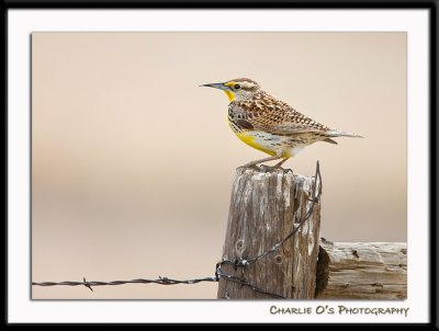 Western Meadowlark...