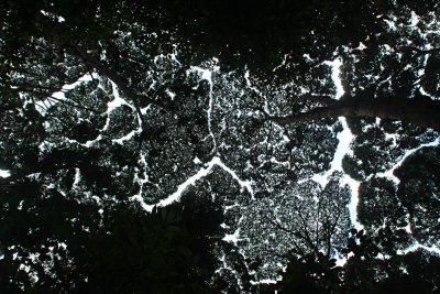 Looking up at the canopy at FRIM