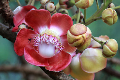 Cannonball flower