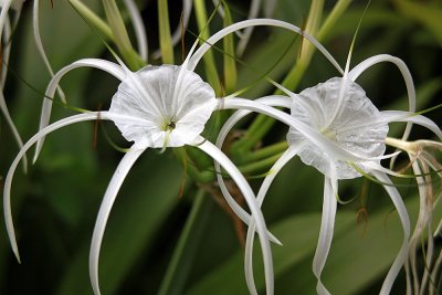 Hymenocallis 'Tropical Giant'