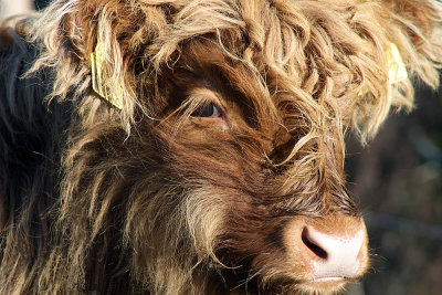 Highland cattle