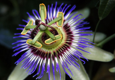 passion flower / Passionsblume