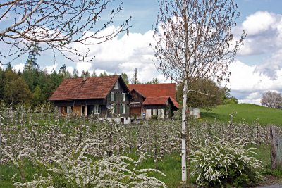 a romantic house  (spring time)