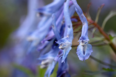 Wild and blue - attention - I bite you!