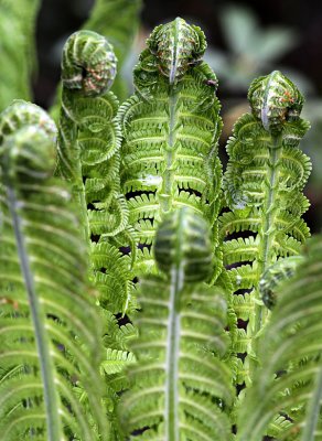 fern looks like cobra-snake