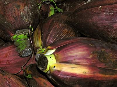 Banana flower