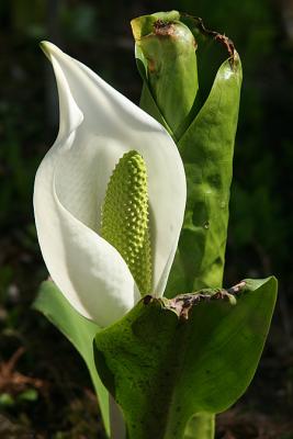 Peace Lily (?)