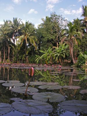 a serene lotus pond in Luang Prabang