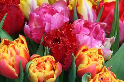special tulips