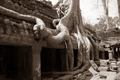Roots of a banyan
