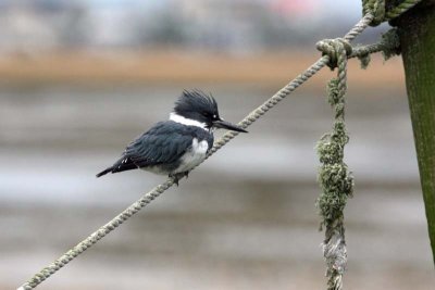 Belted Kingfisher, SC