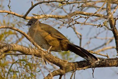 Plain Chachalaca,Tx