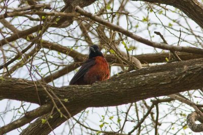 Crimson-collared Grosbeak, Tx