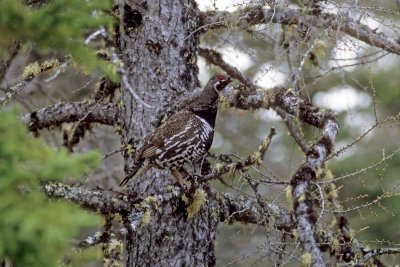 Spruce Grouse, Manitoba, Canada