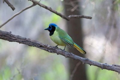 Green Jay,Tx