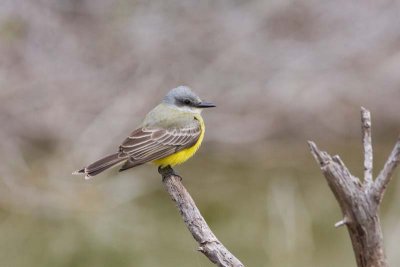 Tropical Kingbird, Tx