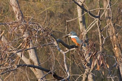 Ringed Kingfisher, Tx