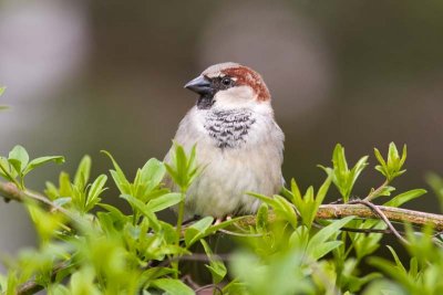 House Sparrow, Tx