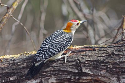 Golden-fronted Woodpecker, Tx