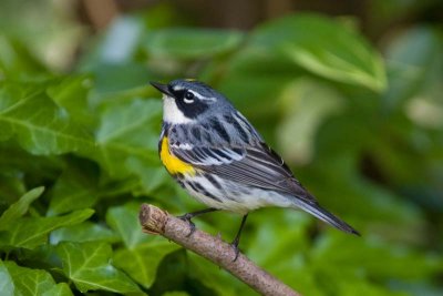 Yellow-rumped Warbler, NC