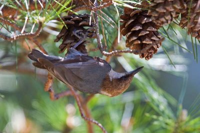 Brown-headed Nuthatch, NC