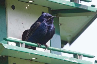 Purple Martin, Oh