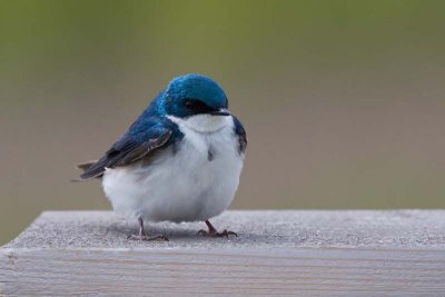 Tree Swallow, Oh