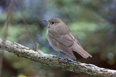 Gray-cheeked Thrush, Oh