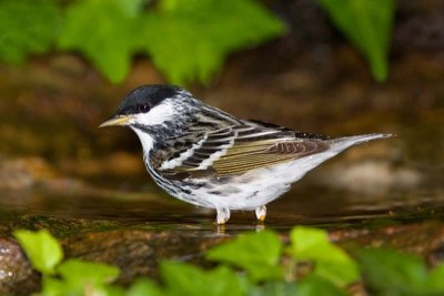 Blackpoll Warbler (Male), NC