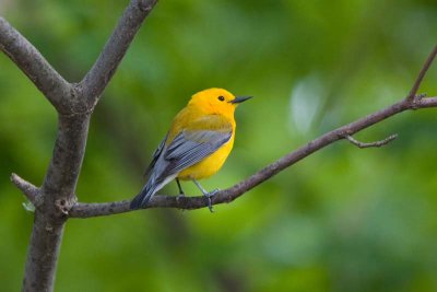 Prothonotary Warbler, Oh