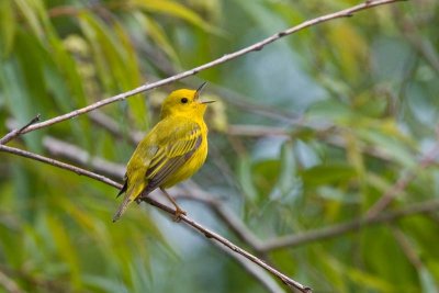 Yellow Warbler, Oh