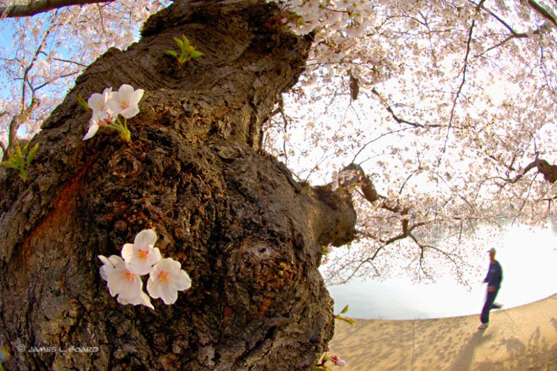 Runner Under Old Cherry Tree in Bloom