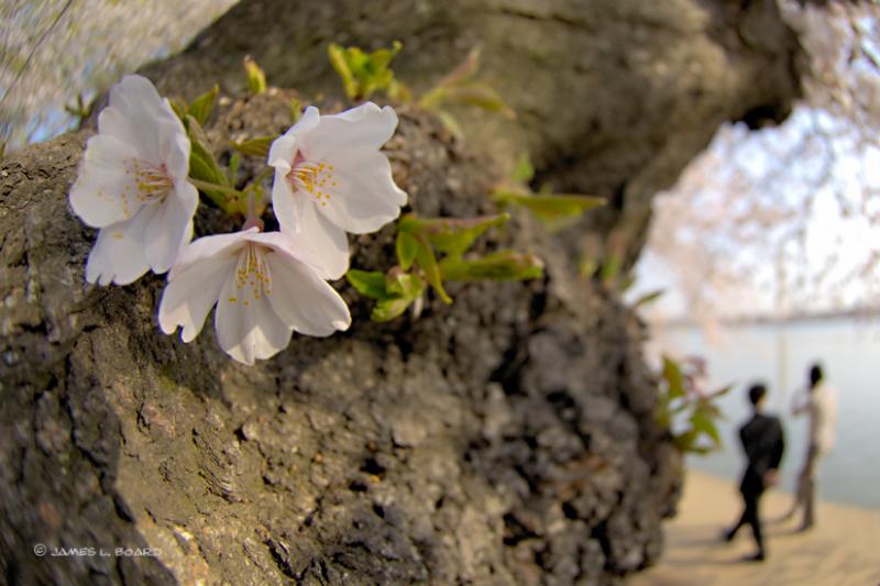 Strolling Past Ancient Cherry Trees