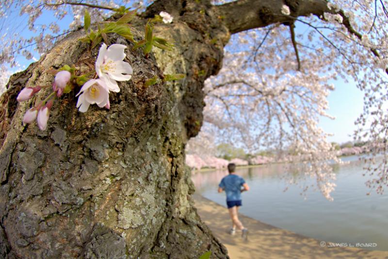 Runner Passes Ancient Cherry Tree