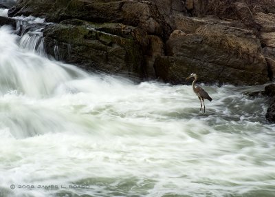 Great Blue Herron, Potomac River #2