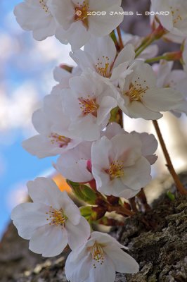 Peak Bloom