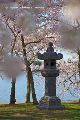 Japanese Stone Lantern & Cherry Blossoms