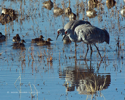 Sandhill Cranes Feeding