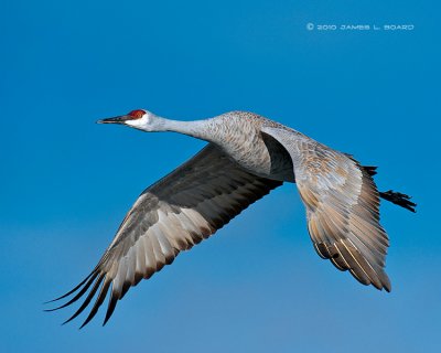 Sandhill Crane in Flight