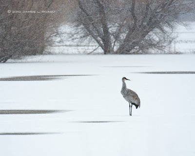 Sandhill Crane During Snowstorm