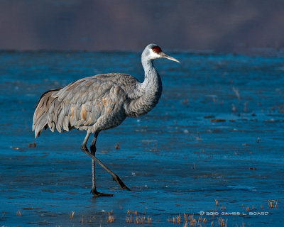 Sandhill Crane on Frozen Pond