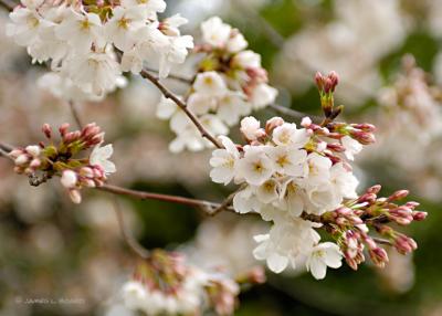 New Cherry Blossoms