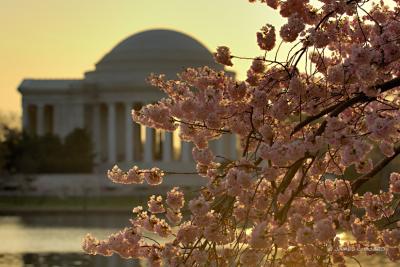 Pink Cherry Blossoms