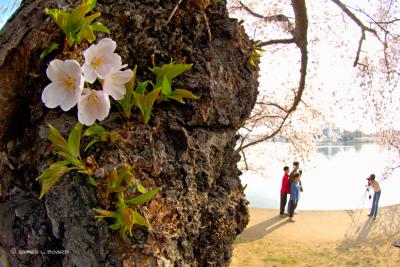 Photographer under Blooming Cherry Tree