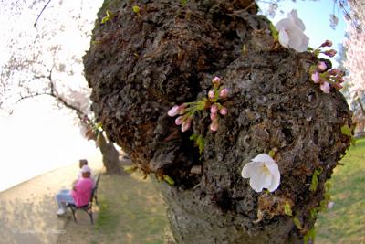 A Gnarled Old Cherry Tree Begins to Bloom
