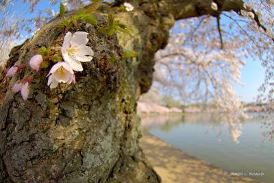 Blossoms Sprout from Ancient Cherry Tree