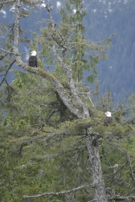 two-eagles.jpg