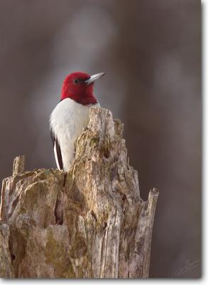 <!-- CRW_1602.jpg -->Red-headed Woodpecker